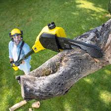 How Our Tree Care Process Works  in  Waseca, MN